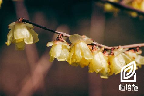 腊梅|蜡梅 Chimonanthus praecox